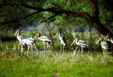 Kumarakom Bird Sanctuary景点图片