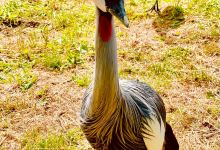Vogelpark Niendorf景点图片