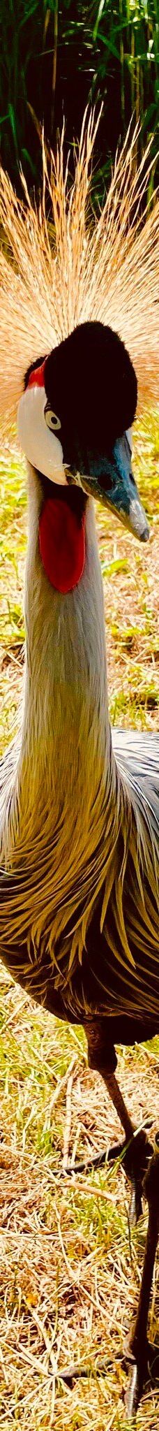 Vogelpark Niendorf-蒂门多尔费尔斯特兰德