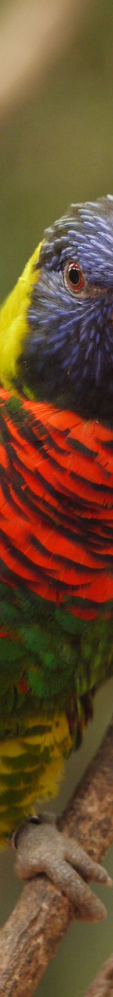 Biotropica, animal gardens-瓦德勒伊