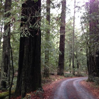美国纳帕6日5晚跟团游