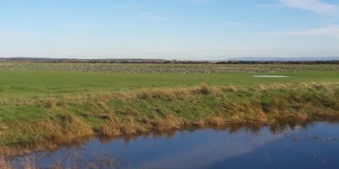 WWT Caerlaverock Wetland Centre