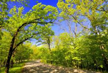 Springbrook State Park景点图片