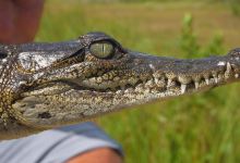 ACES Educational Crocodile Eco-Sanctuary景点图片