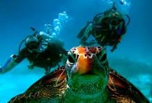 Gold Coast Dive Centre景点图片
