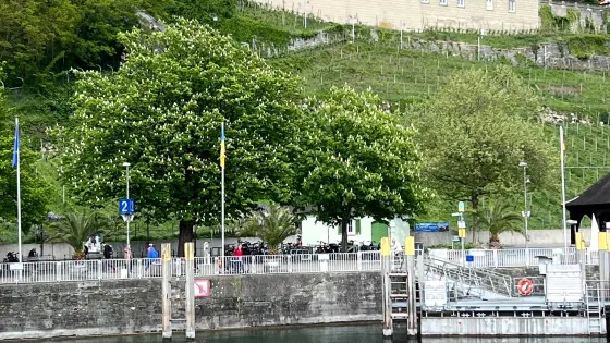 Neues Schloss Meersburg