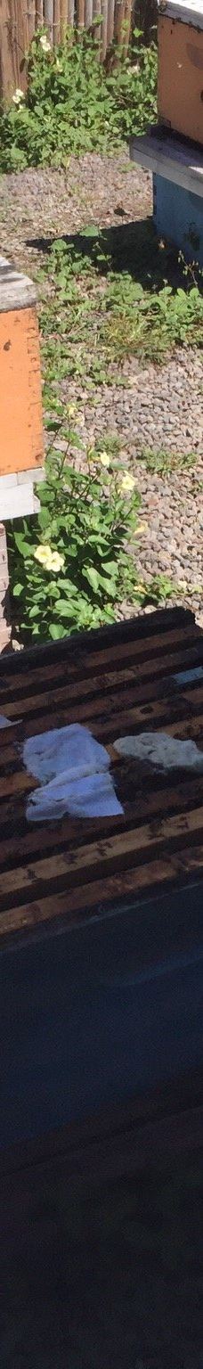 Big Island Bees-Honaunau-Napoopoo