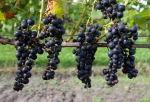 De Heidepleats景点图片