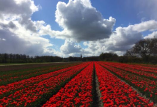 Jacobuskerk景点图片
