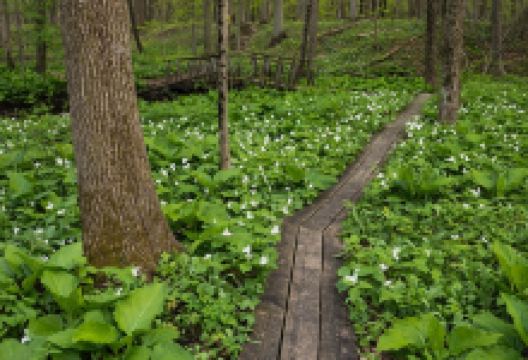 Dowagiac Woods景点图片