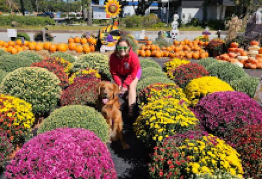 Carolina Girl Gardens购物图片