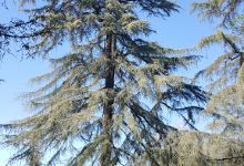 Covina Park景点图片