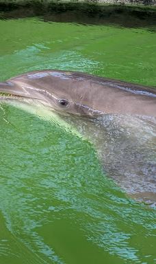 Theater of the Sea-伊斯拉莫拉达