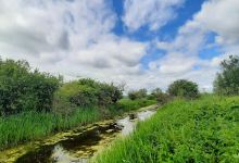 Gloucestershire Wildlife Trust's Coombe Hill Nature Reserve景点图片