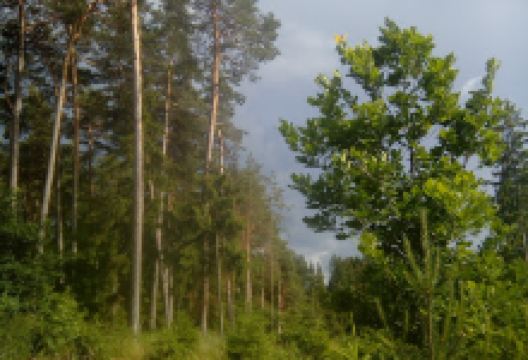 Boček Roman - Romi购物图片