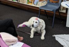 Bateau Bay Library景点图片