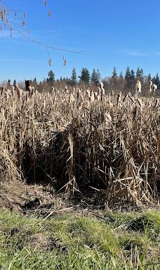 Talking Water Gardens-奥尔巴尼
