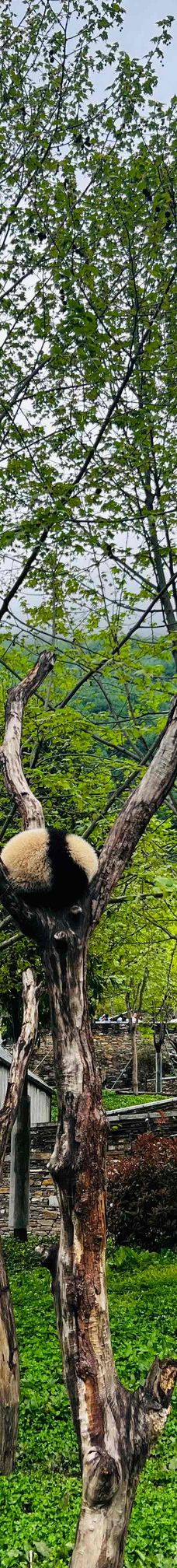 卧龙中华大熊猫苑神树坪基地-汶川-YoYo_9H9T6I6W