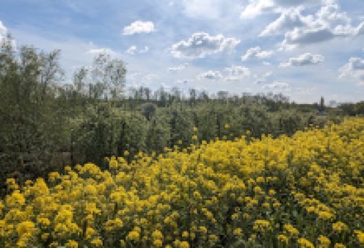 Schoonrewoerdse Wiel景点图片