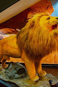 DREAM WORLD AMUSEMENT PARK-奥韦里