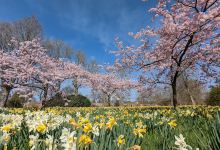 Godinton House & Gardens景点图片