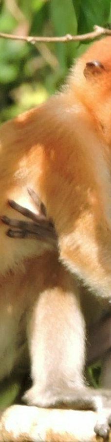 京那巴当岸河-基纳巴唐岸