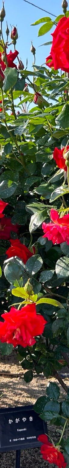 Yoshiumi Rose Park-今治市