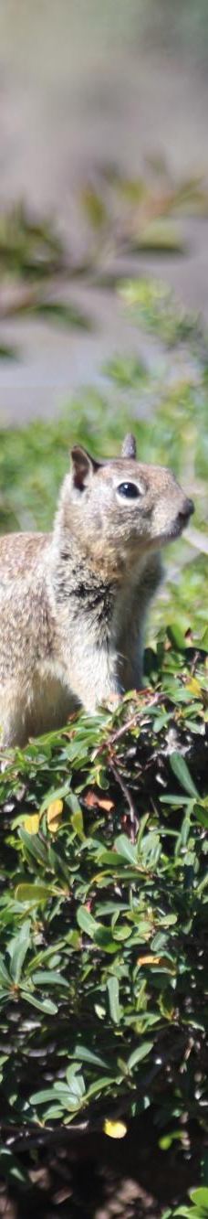 Pines Park-达纳点