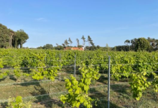 Vingaarden, Lille Gadegaard ( Vineyard )景点图片