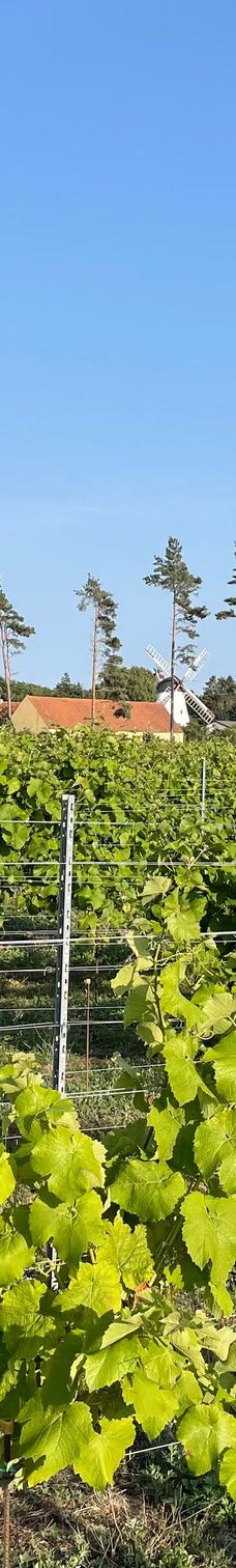 Vingaarden, Lille Gadegaard ( Vineyard )-阿克尔科拜