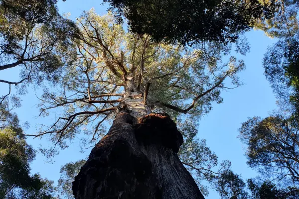 cave tree|船港cave tree玩樂門票預訂|cave tree旅遊攻略2026-永安旅遊