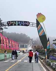 Sinan Tulip Festival-新安郡