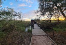 Kings Billabong Bird Hide景点图片