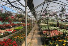 Virágsziget Növényáruhåz购物图片