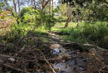 Bardon Esplanade Park, Bardon, Queensland景点图片