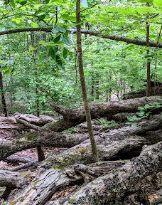 Grace Street Park-格林伍德