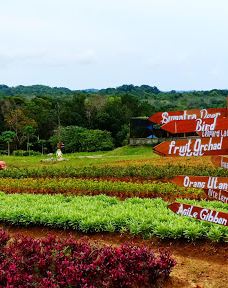 SAFARI LAGOI BINTAN-民丹岛