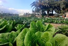 Ecojardi Calatayud Coop.购物图片