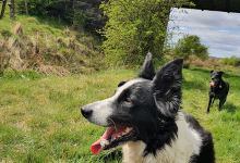 Just fur fun dog run and just fur a while pet services景点图片