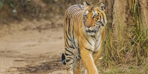 Sonanadi Wildlife Sanctuary
