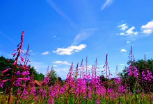 Rede Common Nature Reserve景点图片