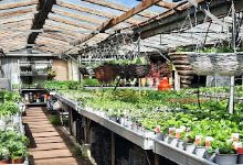 Jem Nurseries购物图片