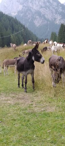 Biglietteria Padon-贝鲁诺省