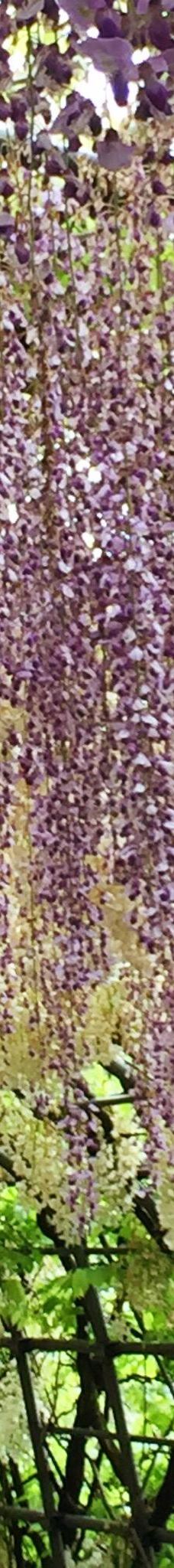 河内藤园-北九州