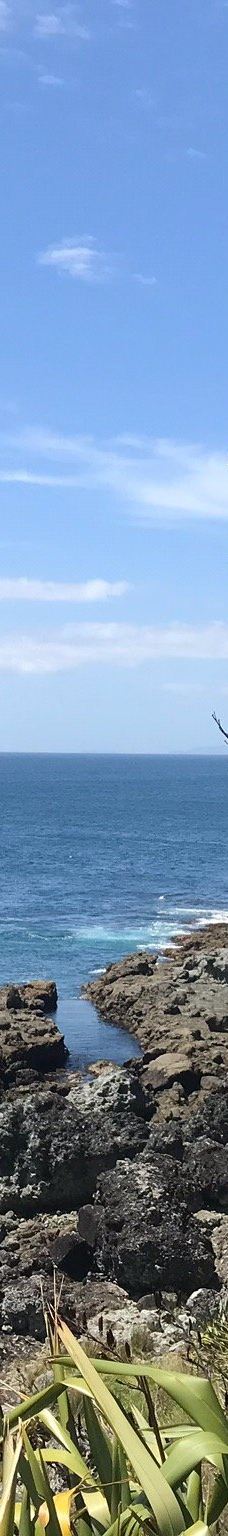 豪拉基湾-奥克兰