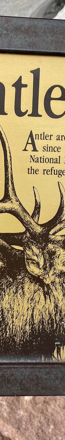 杰克逊鹿角公园-杰克逊