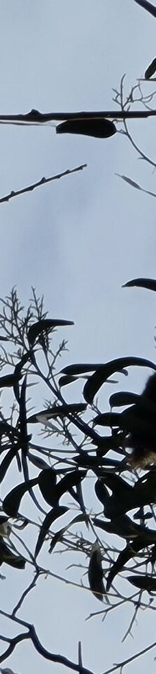 坎尼特河沿岸考拉步行道-Kennett River