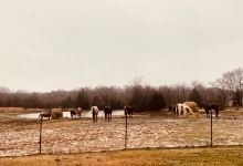 Shelby Farms Park景点图片