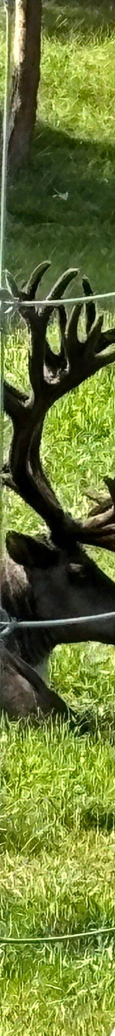 Large Animal Research Station-科利奇