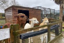 Woodside Animal Farm and Leisure Park景点图片